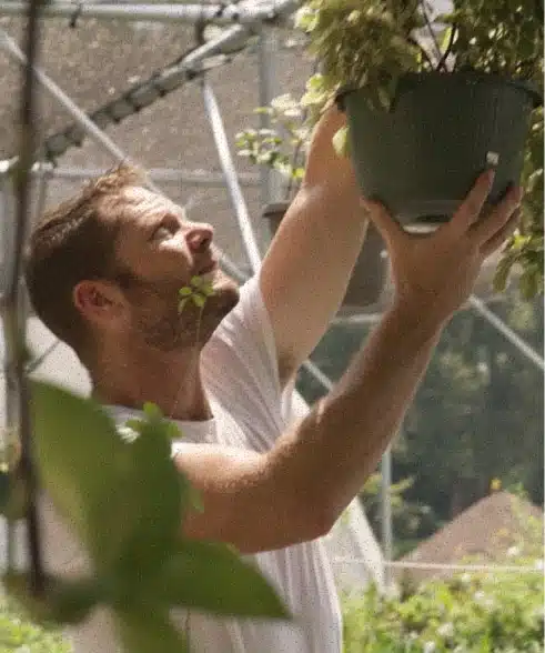 A man in a white t-shirt reaches up to adjust or move a green hanging potted plant inside a greenhouse structure.